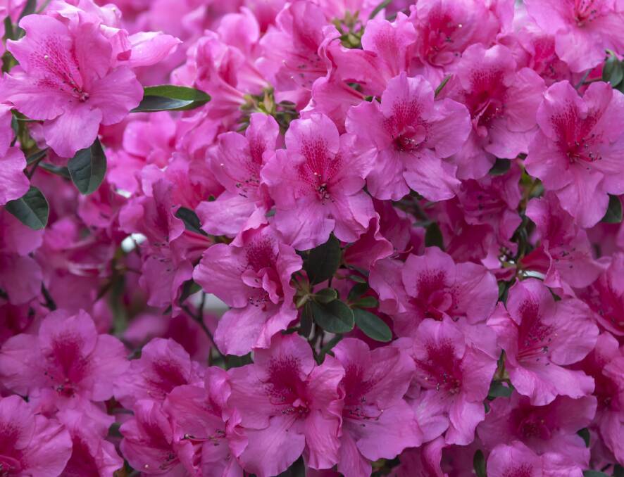 Transplanting rhododendrons should be done immediately after flowering.