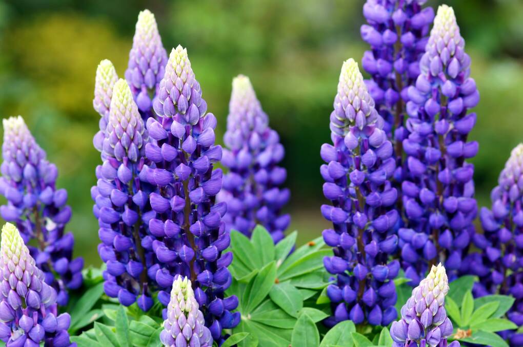 LOVING THE LUPIN: Not only are these flowers stunningly beautiful, as part of the legume family, research suggests lupins can help combat health issues like obesity.
