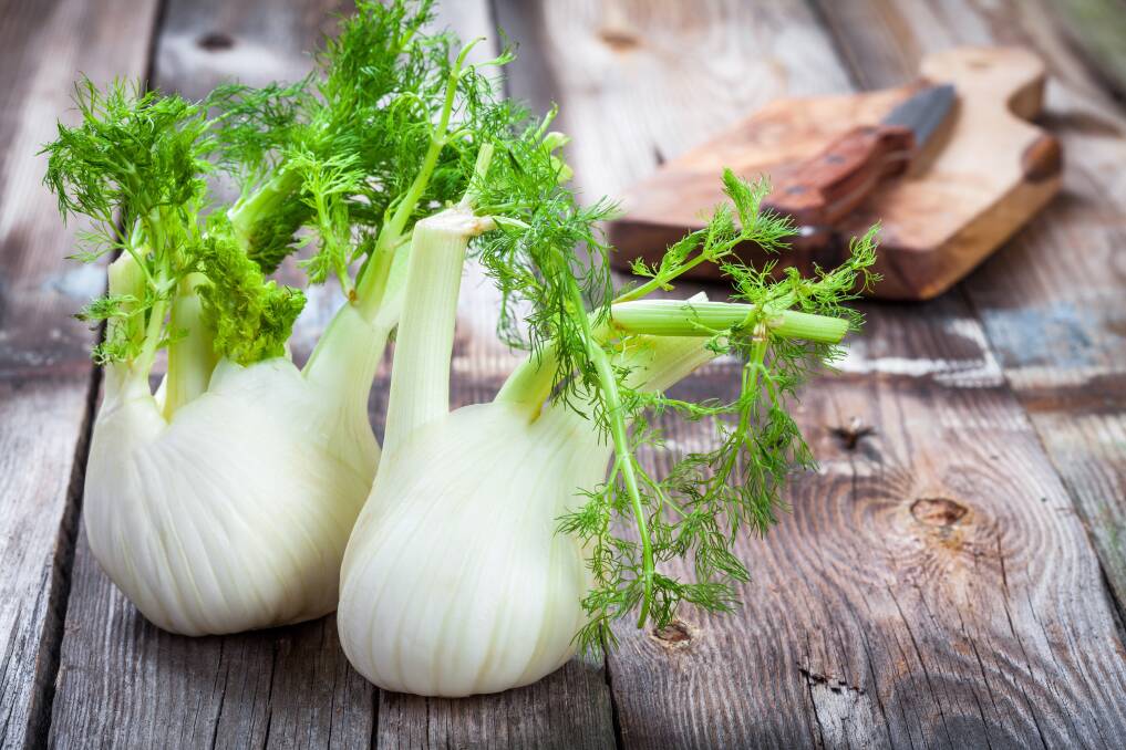 Fennel loves well-drained soils and thrives in a sunny spot.