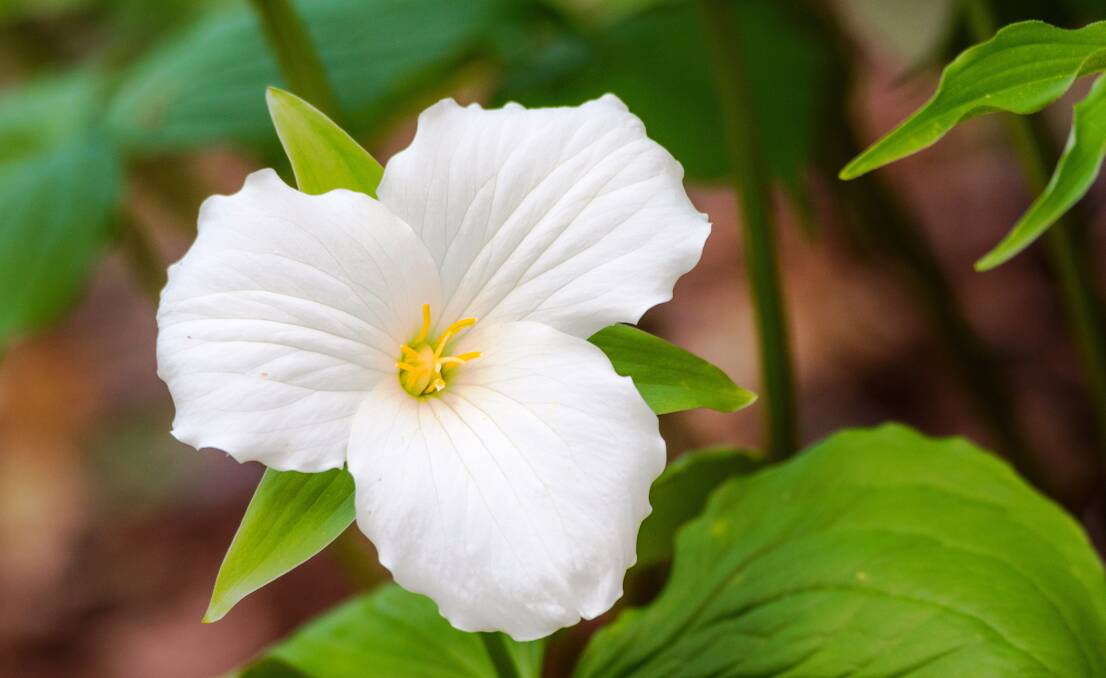AWE-INSPIRING: The trillium has almost mythical status among gardeners, but Tasmania has a good climate for these fussy plants.