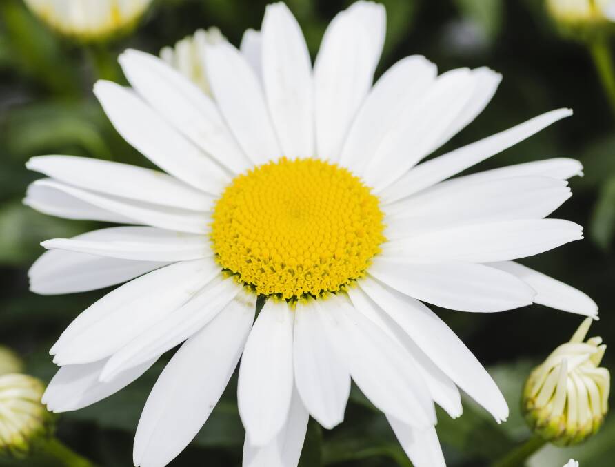 Shasta daisies are hardy plants that comes in dozens of different varieties.