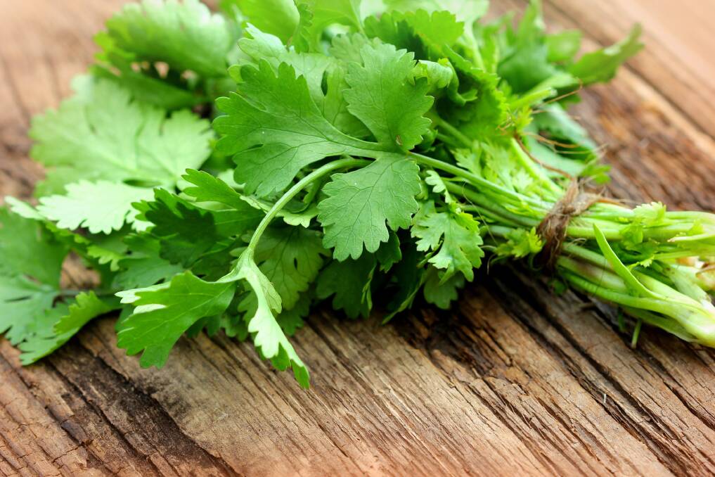 Coriander stars in Asian cuisine and can be sown this month.