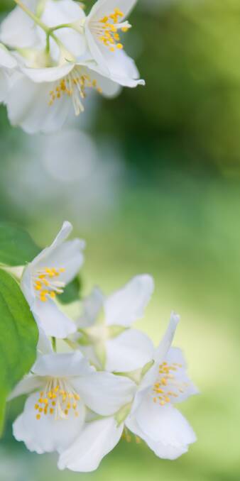 AN ORANGE BY ANY OTHER NAME: The mock orange resembles an orange tree with its flowers and stunning aroma, and blooms in early summer before many other shrubs.