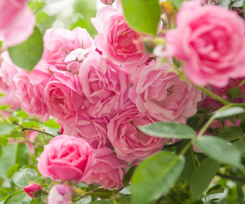 BLOOMING BEAUTIES: Roses are among the most popular plants cultivated by gardeners, but they are not without their challenges.