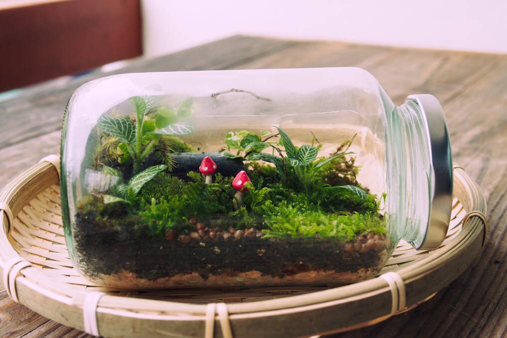 BOTTLED BEAUTY: Terrariums are the perfect low-maintenance indoor garden that offer a stunning micro-environment. 