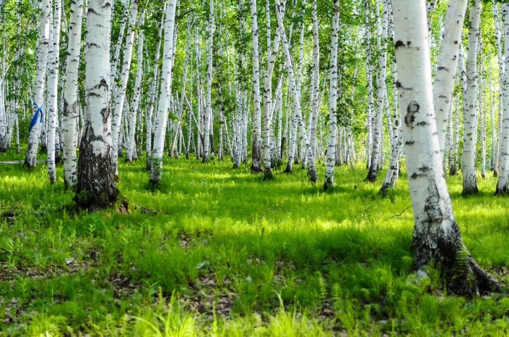AESTHETIC: The silver birch with its silver-white trunks, green to golden foliage and sculptural bare branches is a visual treat.