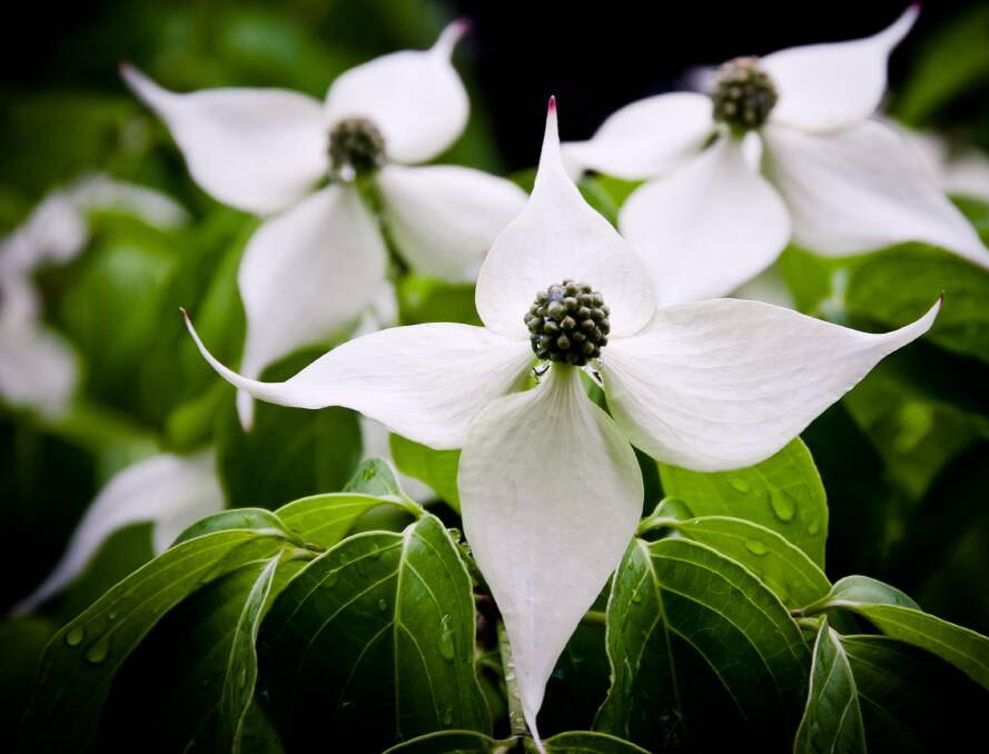 Chinese dogwood is a delicate ornamental plant suited to cooler districts.