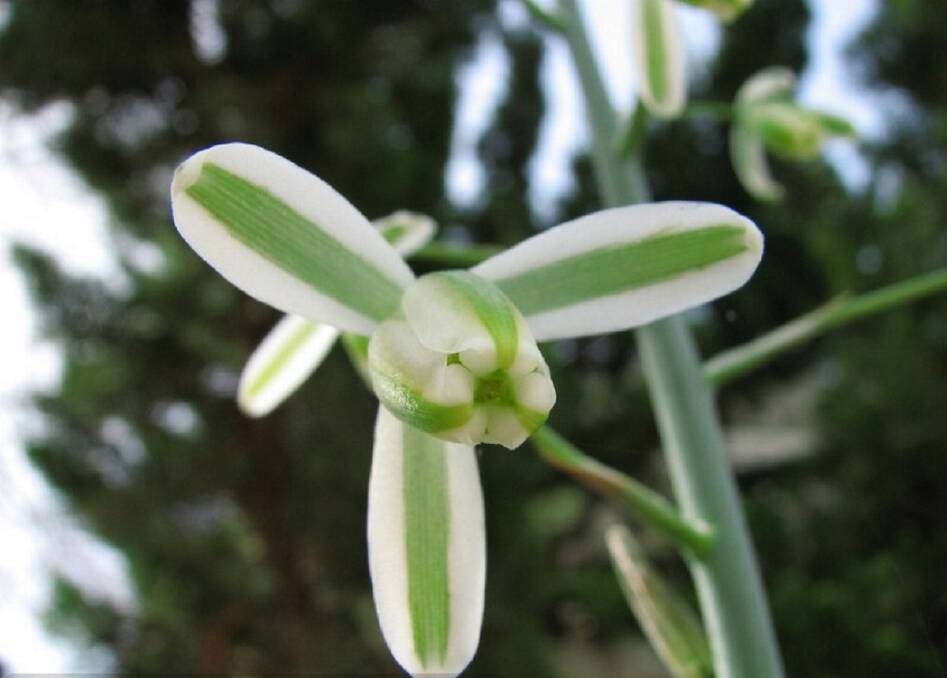 The beautiful Albuca canadensis is an unusual addition to any garden. Image courtesy of Yonatan Matalon www.colorfulnature.com