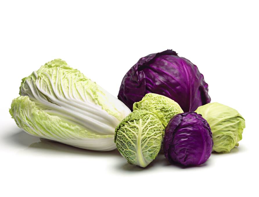 Plant cabbage seedlings in organically-enriched soil and feed well.