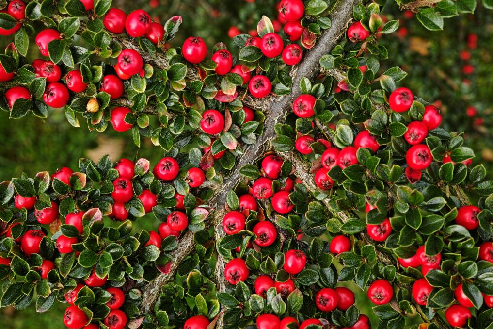 The vivid berries and rich green foliage make cotoneaster horizontalis a favourite in winter gardens.