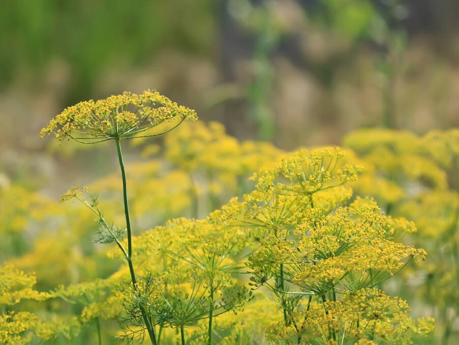 Fennel grows wild along Tasmanian roadsides and can be propagated by root or crown division.
