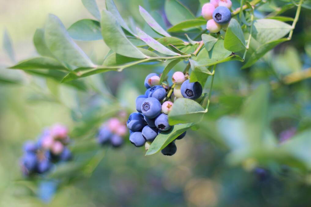 Blueberries can thrive with the right acidic soils. Plant two varieties for pollination.