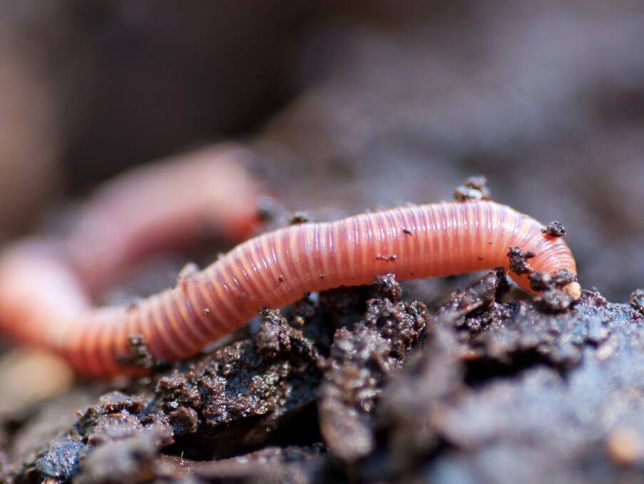 The soil right now is bursting with life as micro-organisms and earthworms prepare for spring.