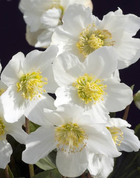 DECK THE HALLS: The beautiful and shade-loving Christmas rose brings life and beauty to winter gardens. They should go in now for the best blooms.