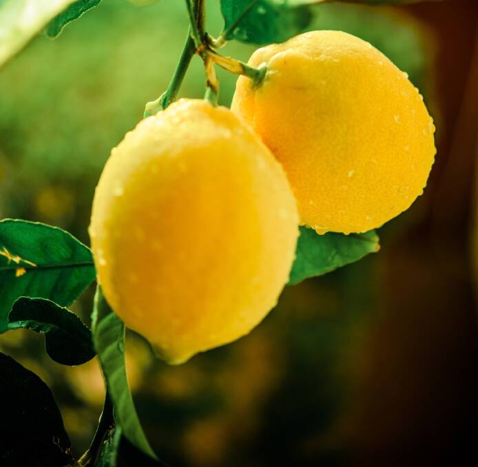 POPULAR: Lemons are one of the most common fruits grown in Tasmania, but they are also a target for pests of all sorts.