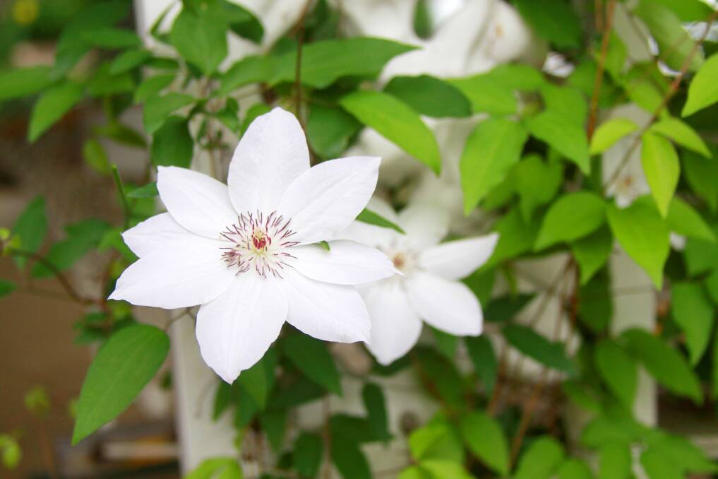 Autumn is the ideal time to plant clematis, the lovely and versatile climber.
