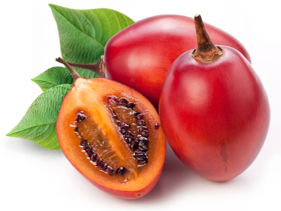 Tamarillos prefer a frost-free environment and by the sea. They also do well in Tasmania. 