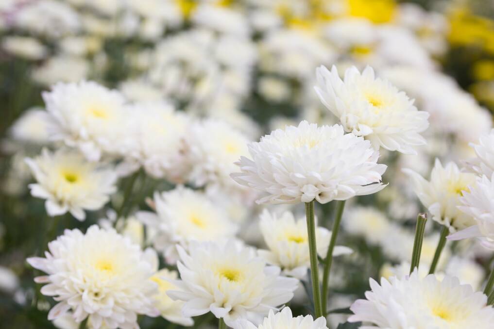 The pristine beauty of the white chrysanthemum makes it a Mothers' Day favourite.