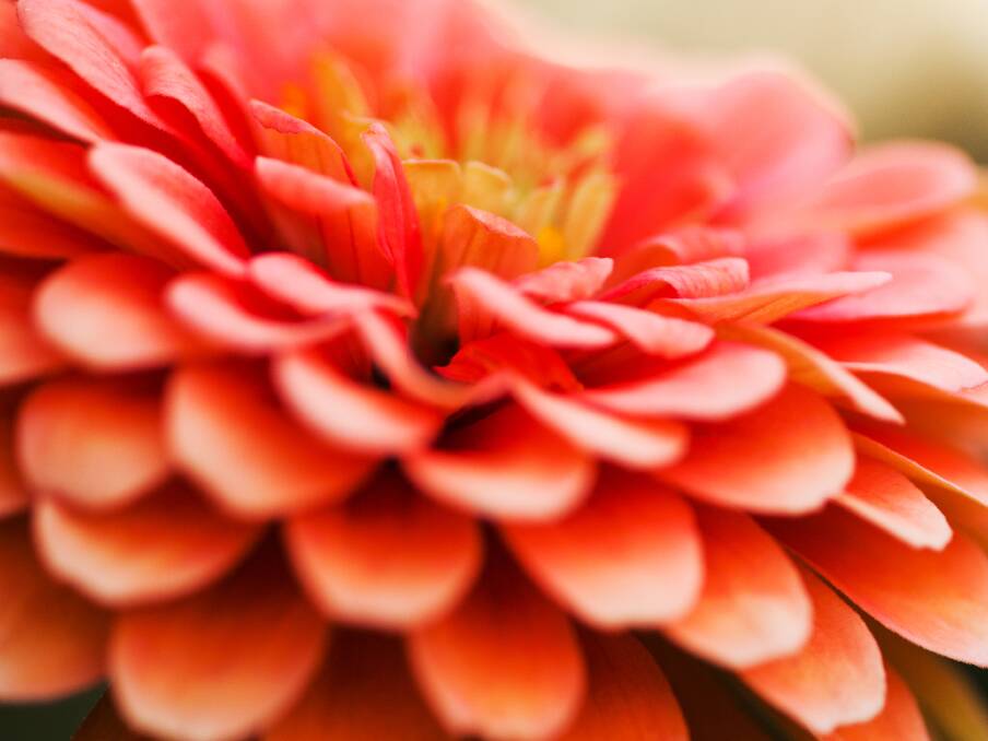 Stunning zinnias are also a fabulous addition to any summer garden.
