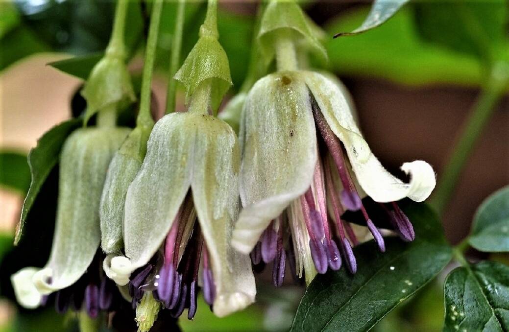 The gorgeous clematis napaulensis gives flowers in winter. Picture: Raithby Plant Nursery
