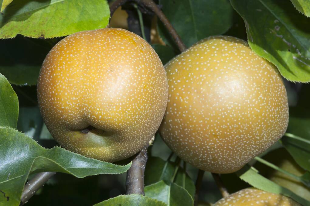 The nashi pear combines the crunch of an apple with the sweet juiciness of a pear.