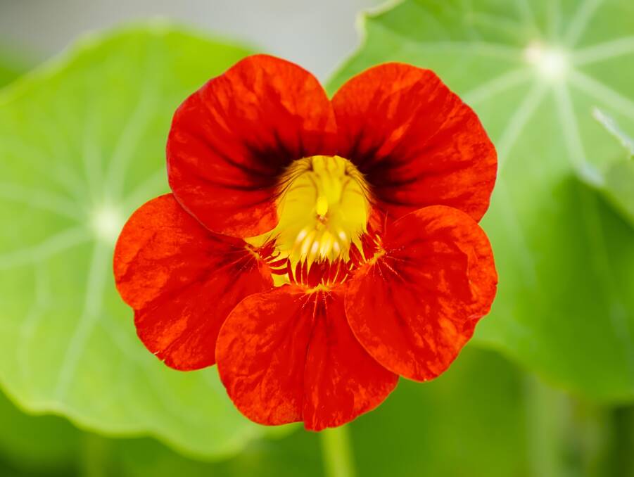 Nasturtiums are incredibly versatile garden helpers. They suppress weeds, repel pests and are simply gorgeous to look at.