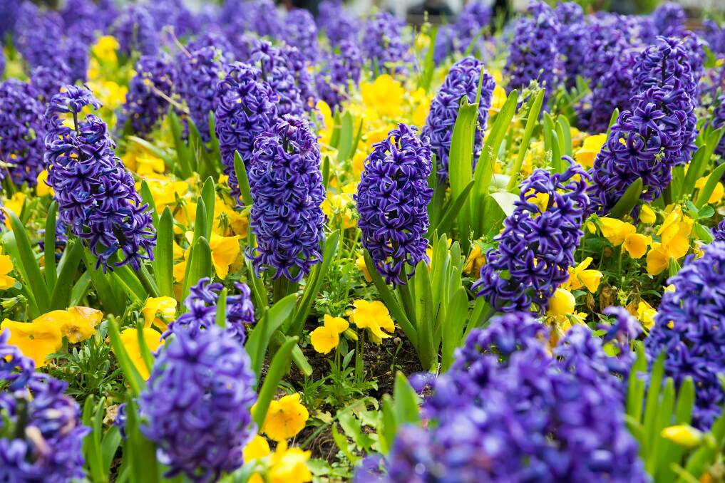 Autumn is prime bulb-planting time so plant them in well-drained, pH-neutral soil.
