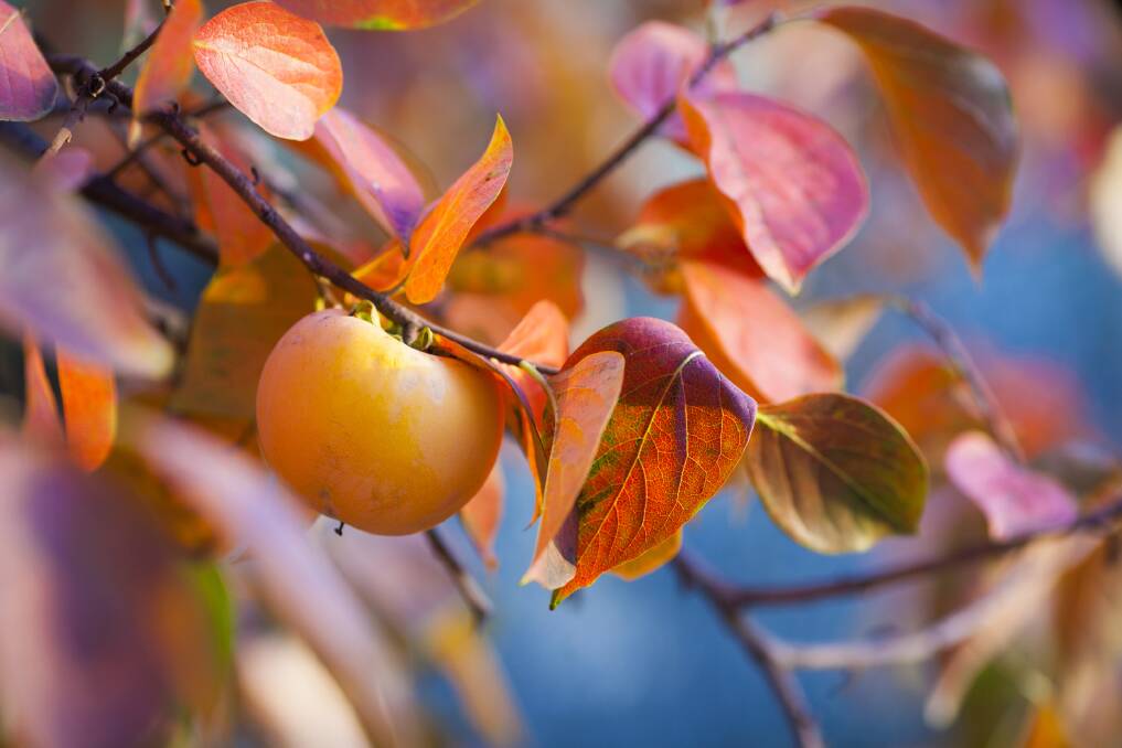 The delightful persimmon leaves behind its colourful fruit when leaves fall.