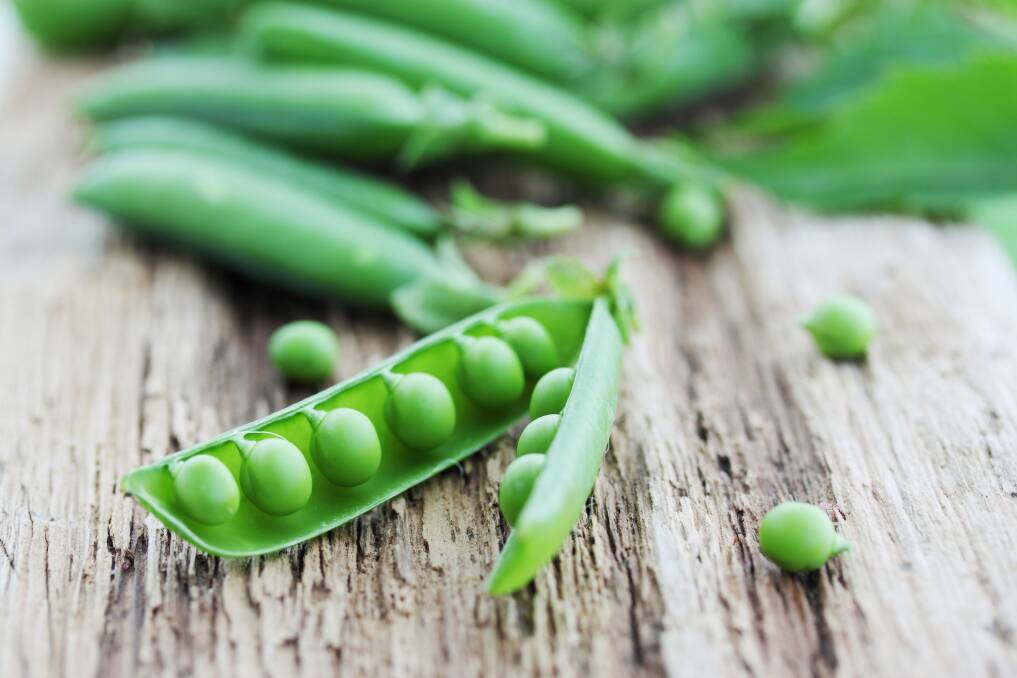 Peas produce their own nitrogen so fertilising them with nitrogen is a recipe for disaster.
