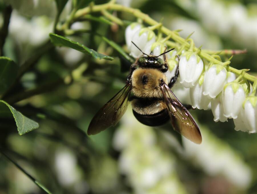 Almost 90 per cent of the world's plants rely on bees and other insects for pollination and procreation.