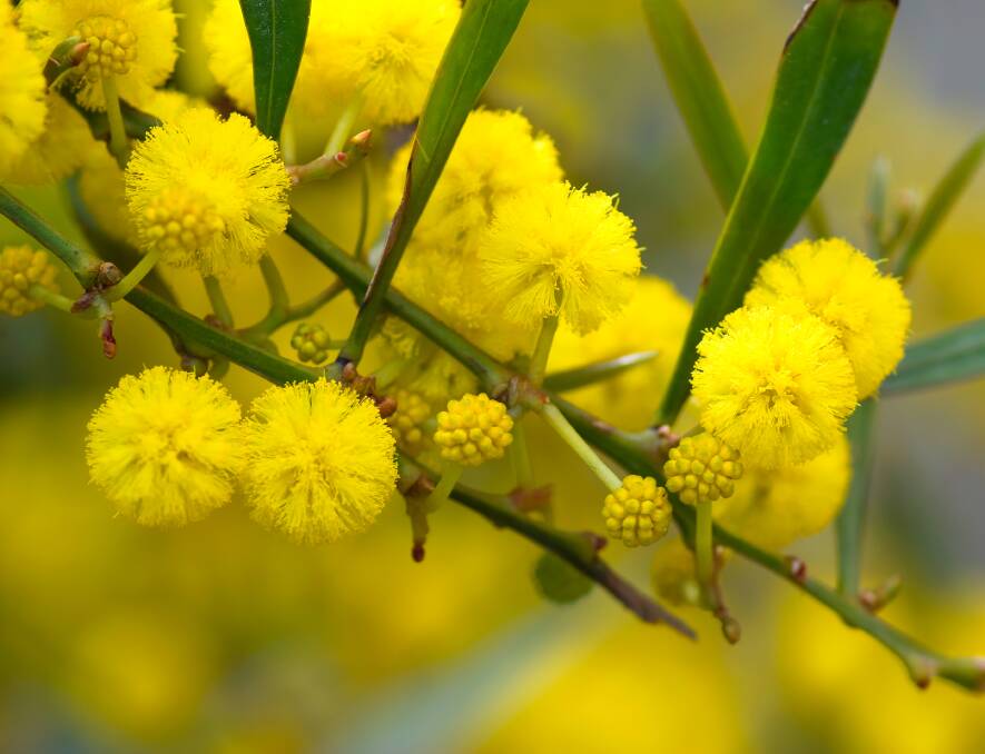 Wattle can suffer from galls which are unsightly but do not harm the tree. 