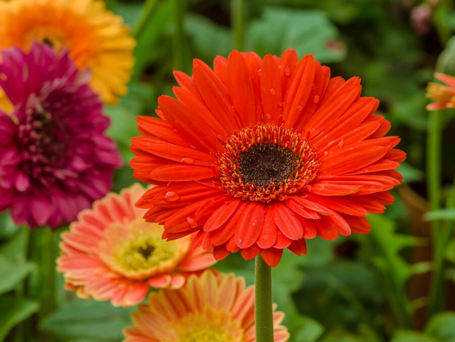 The gerbera or African daisy is a bright and long-lasting addition to your garden.