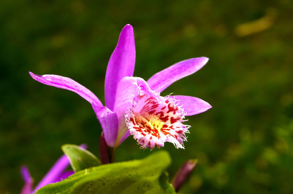 SCALING THE HEIGHTS: The stunning pleione orchid is found in the mountainous regions from Nepal to Taiwan.