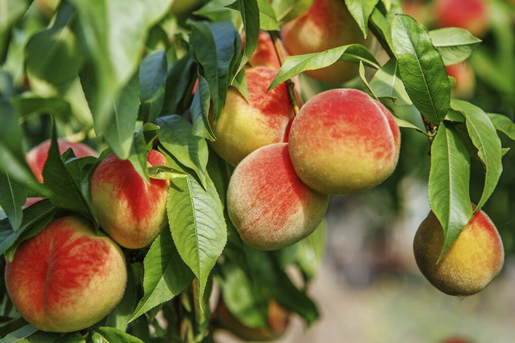 When planting fruit trees check which ones, like peaches, do not need cross-pollination.
