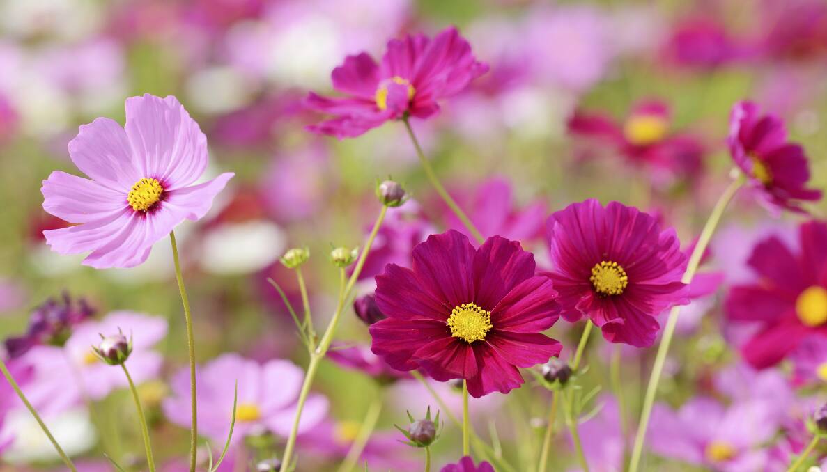UNIVERSAL APPEAL: The Cosmos is a versatile member of the daisy family which thrives in poor conditions.