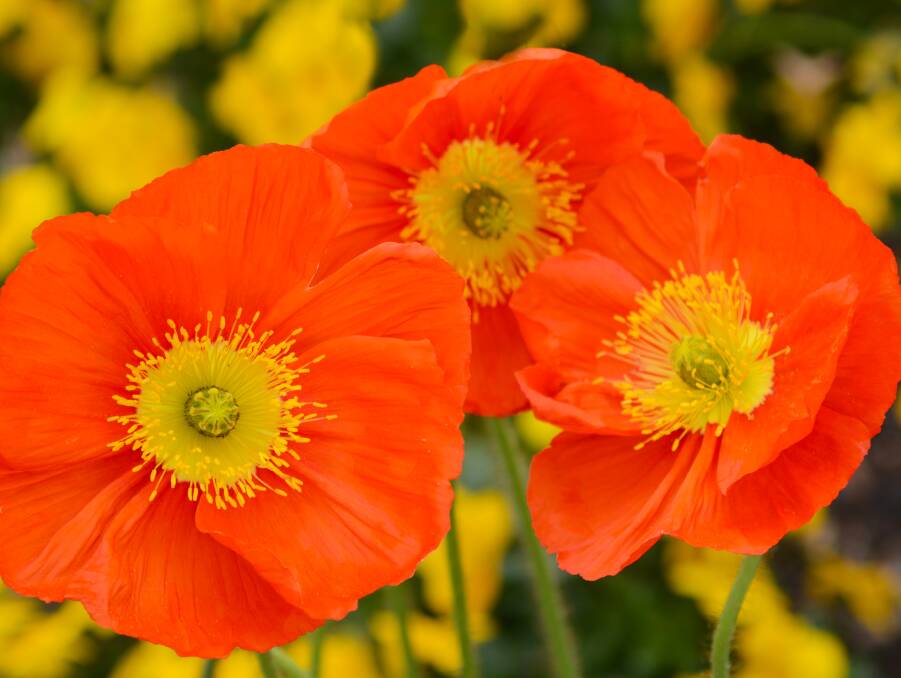 Iceland poppies have a delicate but vivid beauty and they love their compost.