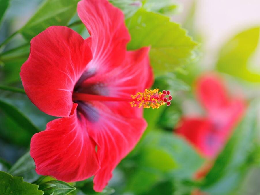 The stunning and tropical hibiscus can be grown in Tasmania in a warm, sheltered and frost-free environment.