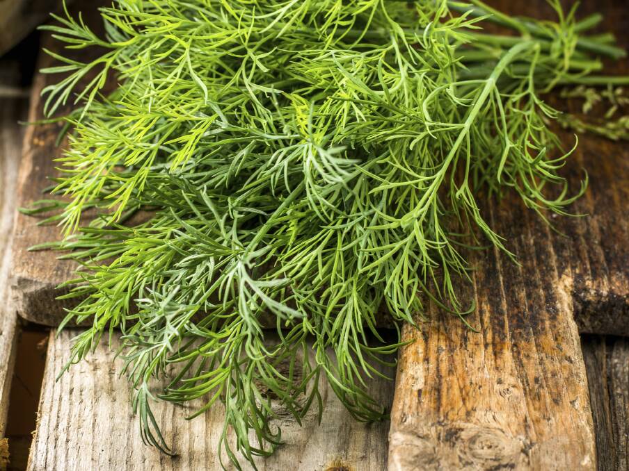Dill is prized for its aromatic versatility. If left to flower it attracts beneficial predatory insects to the garden. 