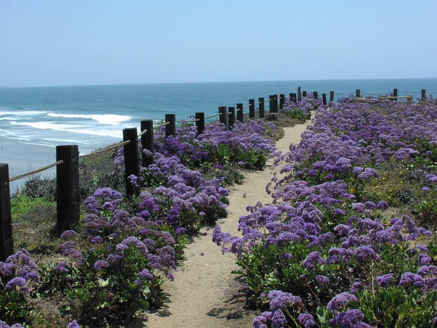 The gorgeous sea lavender is perfect for rockeries, embankments and retaining walls.