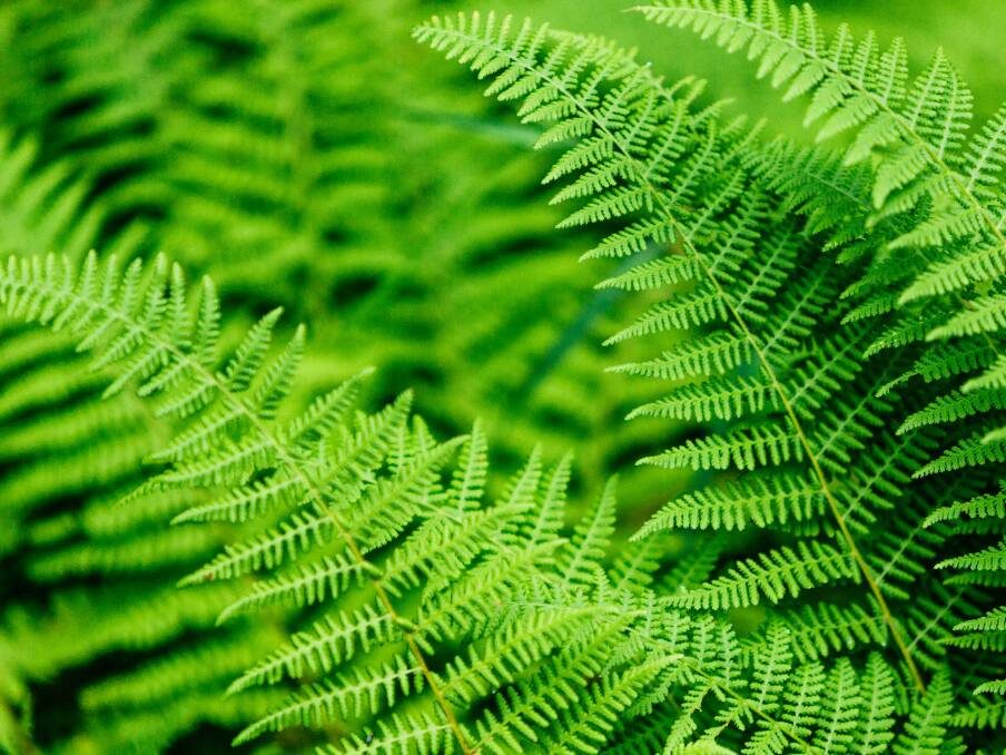 The main food requirement for ferns is nitrogen which can be obtained from cow manure. Alternatively trace elements can come from leaves of deciduous trees. 