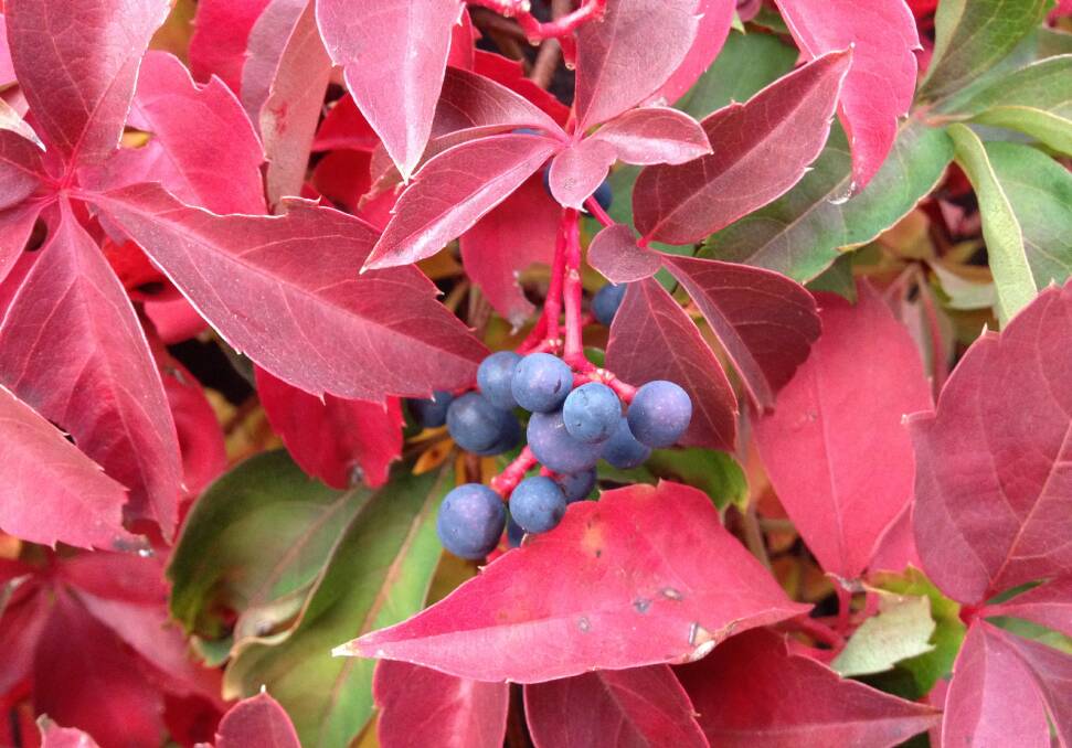 Virginia creeper offers up vivid foliage combined with decorative berries.
