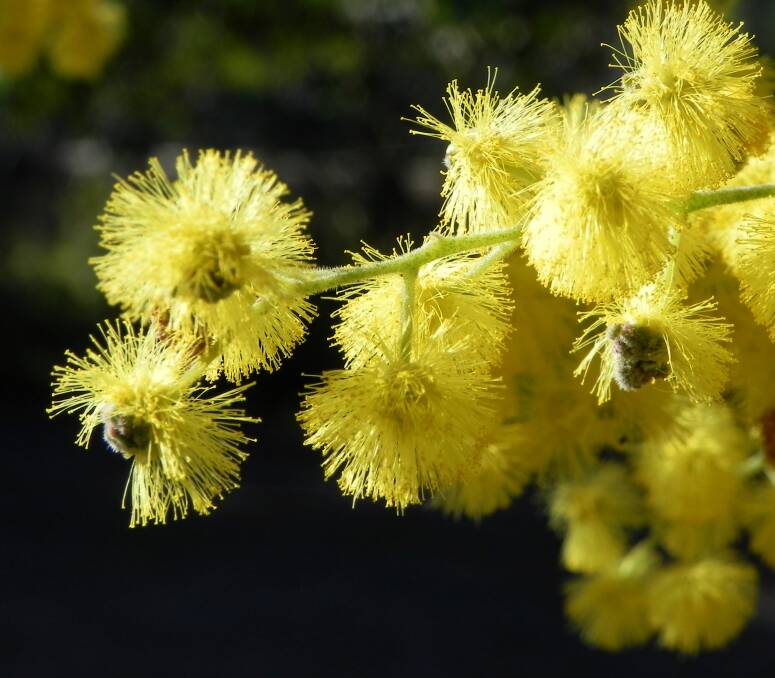 Australia has 500 varieties of wattle and with planning, you can have them blooming year-round.