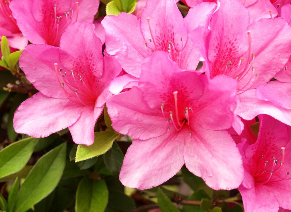 MANY TALENTS: The azalea works as a stunning border plant or as a backdrop and will thrive in a container with massed colour.