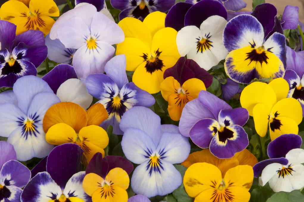 Planted in autumn, pansies can bring vibrant life to a winter garden.