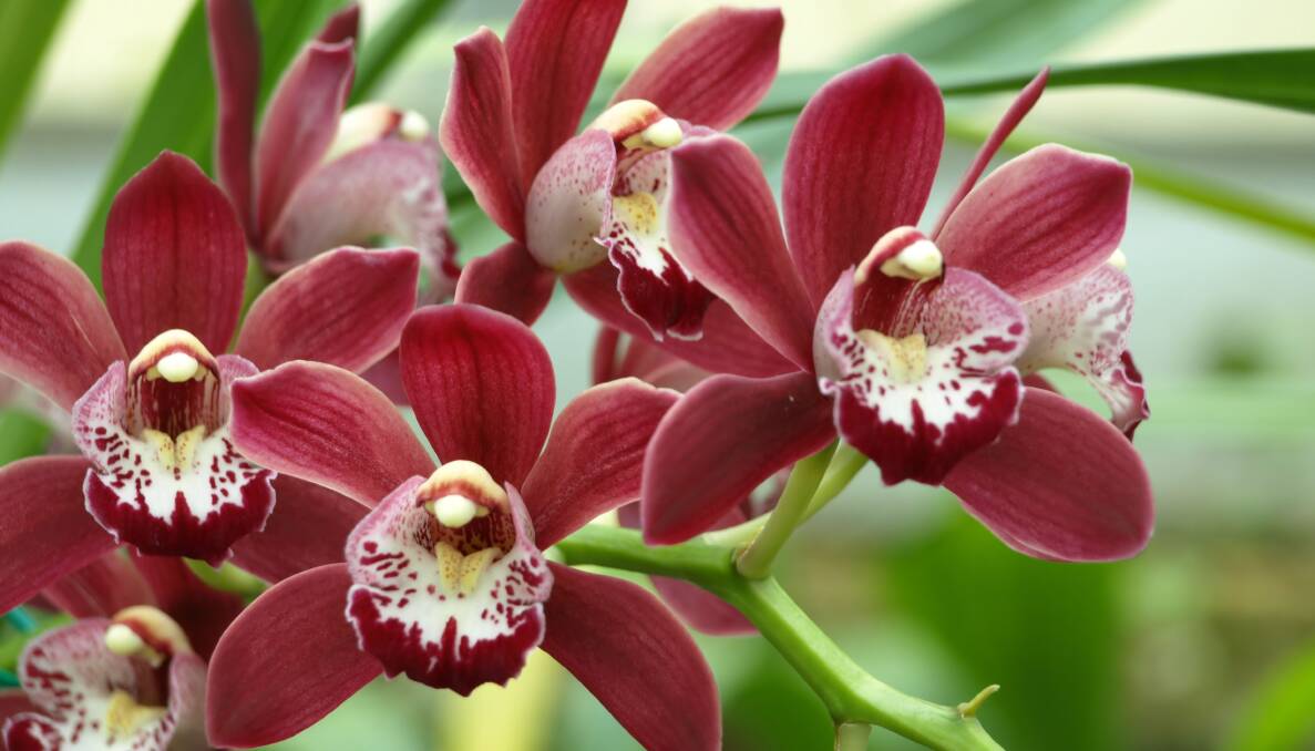 ORICHID WHISPERING: The secret to successfully dividing and repotting cymbidium orchids is good quality horse manure.