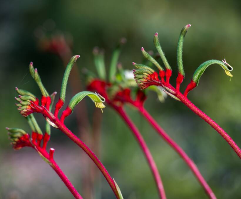 The kangaroo paw is an iconic Australian bloom and typifies our country.