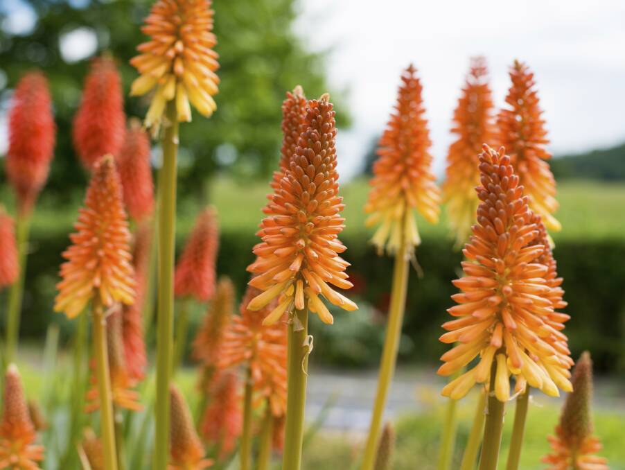 The striking perennial red hot poker not only adds drama to your garden but it is also drought tolerant. 