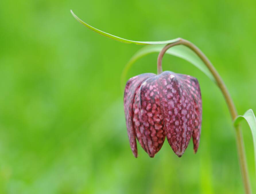 Popular in the 1600s, fritillaries are rare in modern gardens.