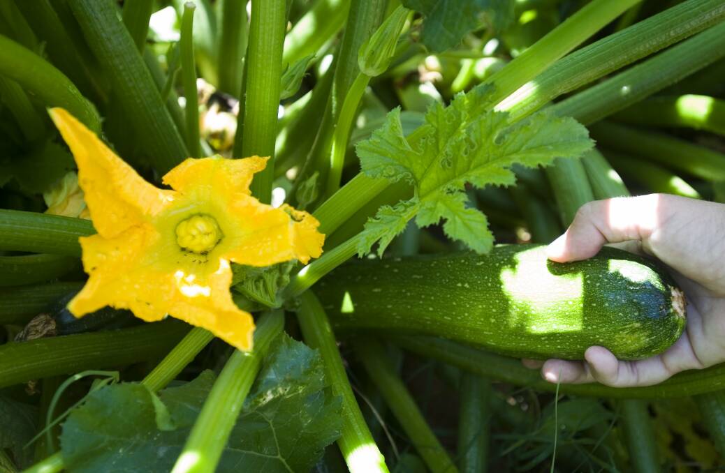 Zucchinis are prolific croppers and thrive in soil with lots of organic manure.
