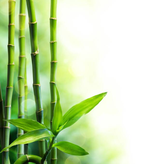 DELICACY: Despite being prevalent in the tropics you can grow bamboo in your back yard and have a regular supply of delicious shoots.